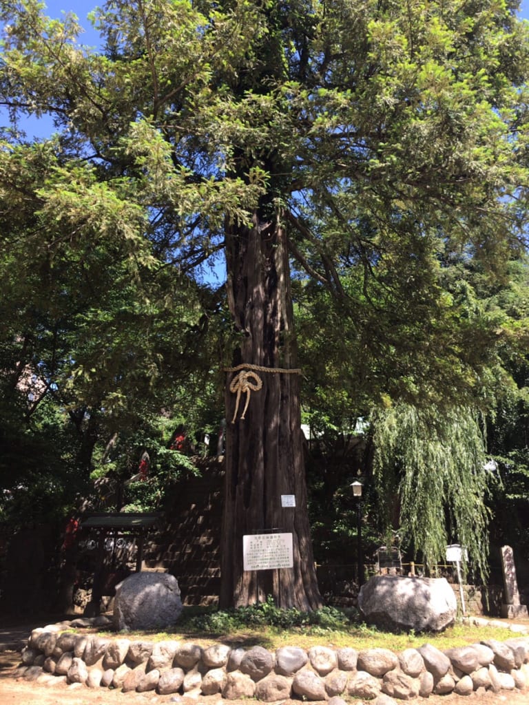 駒込富士神社_ご神木